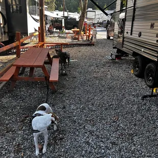 No grass it individual sites. Dogs have to stand on rocks.