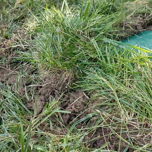 Picturing the poor installation of sod enclosing the box.