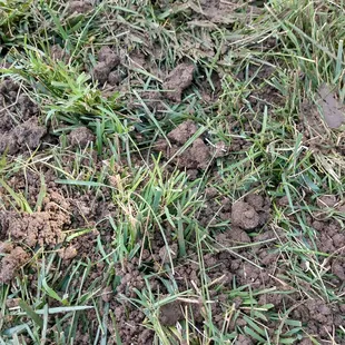 Picture in the clouds of the mat left behind on the lawn