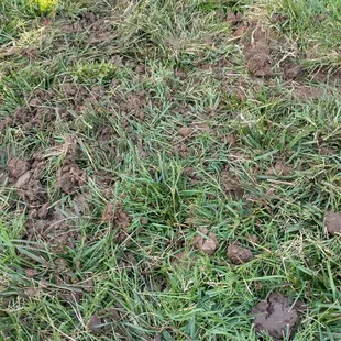 Picturing the clods of mud on the lawn.