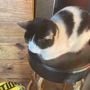 Brewery cat