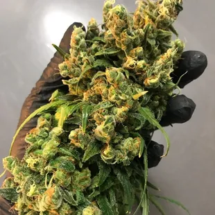 Hydroponic Indoor Hemp Flower from Queen Hemp in Charlotte. We are exclusive with Queen Hemp and buy every bit of smokable flower they grow.