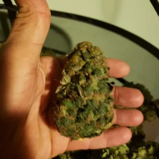 Hydroponic Indoor Lifter Hemp Flower