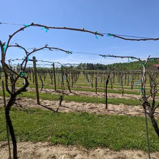 a vineyard