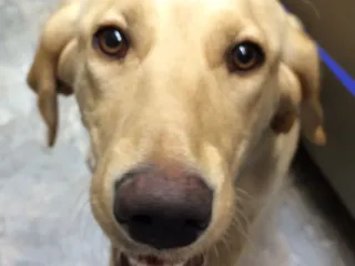 Hammond Animal Hospital