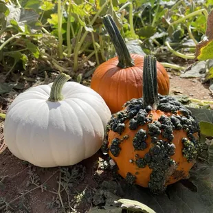 a variety of pumpkins