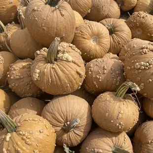 a pile of pumpkins