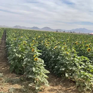 a field of sunflowers