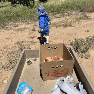 a little boy standing in a box of apples