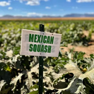 mexican squash