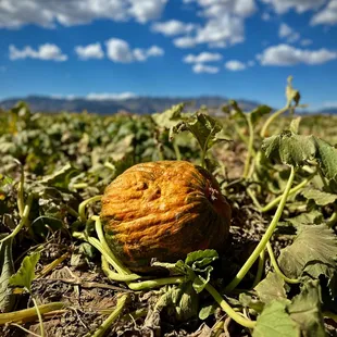a pumpkin in a field