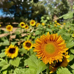 a field of sunflowers