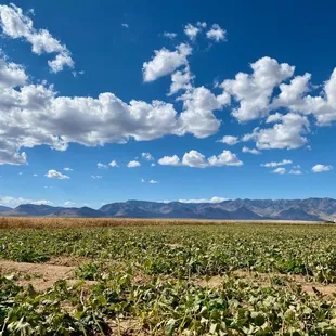 a field of crops with mountains in the background