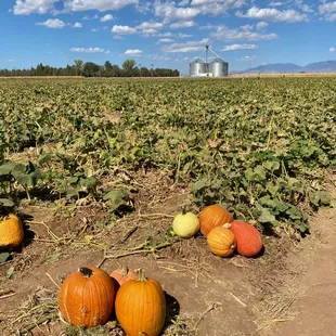 a field of pumpkins