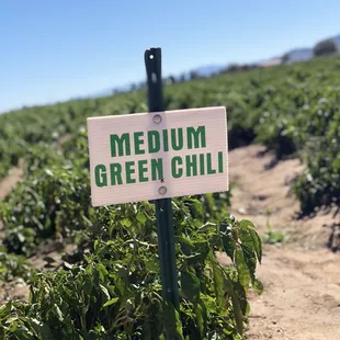 Medium Green Chili