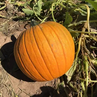 The pumpkins are waiting for children of all ages to come and take one home.