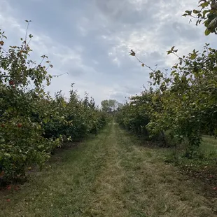apple orchard