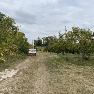 an apple orchard