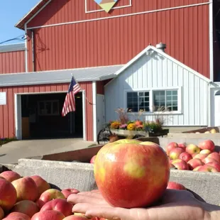 Would you care for a Honeycrisp apple for lunch?