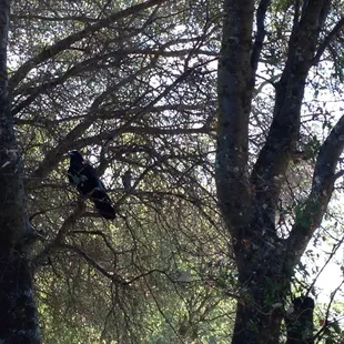 Heckle and Jekyll, the resident crows.