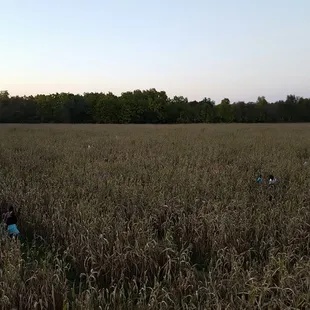 a field of ripe apples
