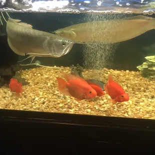 Fish tank