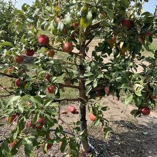 a tree full of apples