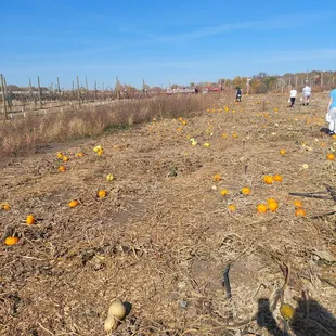 What's left on pumpkin patch in mid October