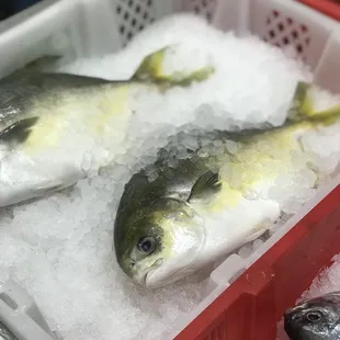two fish on ice