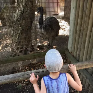 The emus are cool. Very shady area you can just sit and watch two of them