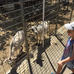 Goats are very into visitors