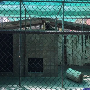 Brown bear just chillin