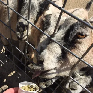 My son enjoyed feeding goats and llamas
