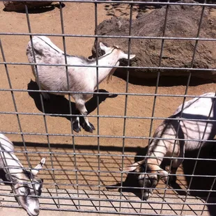 The always hungry goats that will come to you