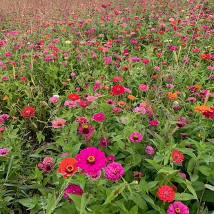 Zinnias