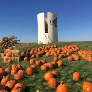 Pumpkins for sale at Apple land