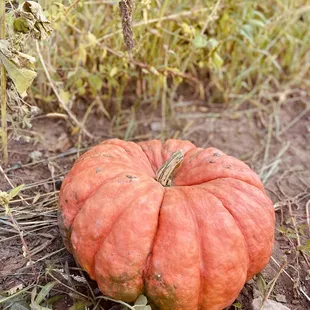 an orange pumpkin on the ground
