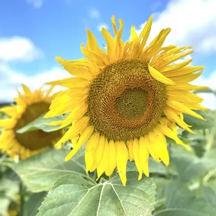 a sunflower in a field