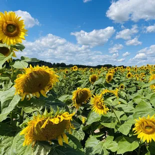a field of sunflowers
