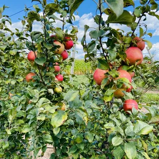 apples growing on trees