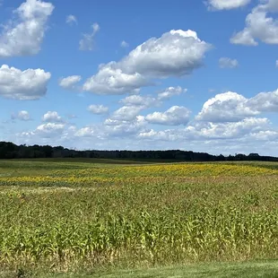 a field of corn