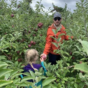 Apple picking