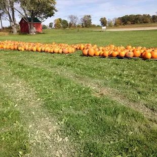 Pumpkins for sale