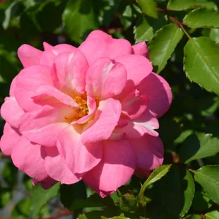 Easy Elegance "Sunrise Sunset" easy-care shrub rose.