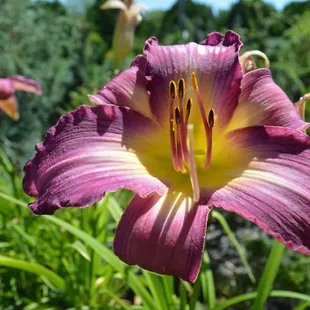 Daylilies come in so many great colors, like these purple ones that are currently in bloom at the nursery.