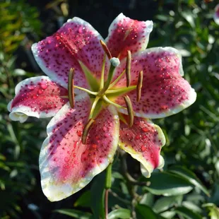 Grow gorgeous lilies! We have many options to choose from at Applewood Nursery &amp; Landscape Supply!