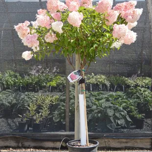 Vanilla Strawberry hydrangea tree with the hosta house in the background.