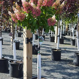 We offer a wide variety of ornamental trees, shade trees, and fruit trees at Applewood Nursery &amp; Landscape Supply!