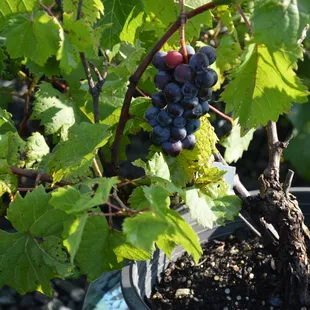 Who doesn't love fresh fruit? We've got a selection of perennial fruit trees and vines at Applewood Nursery &amp; Landscape Supply!