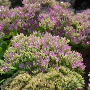 Flowers make landscapes better! Come check out our selection of flowering perennials at Applewood Nursery &amp; Landscape Supply!